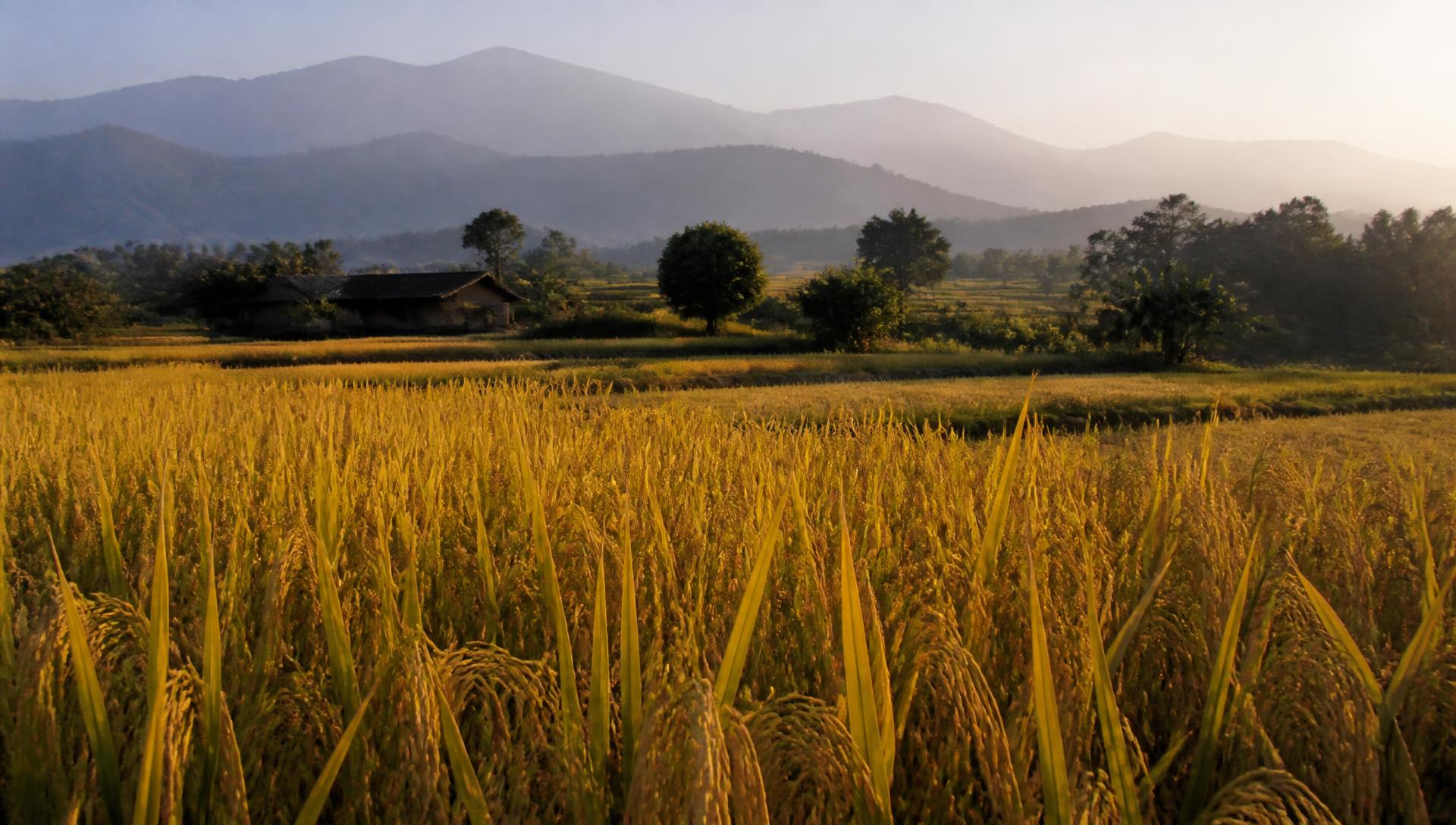 Golden paddy fields ripening below the hills of Nepal at sunrise